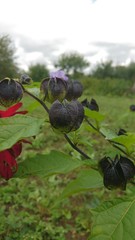 After violets blossoms 