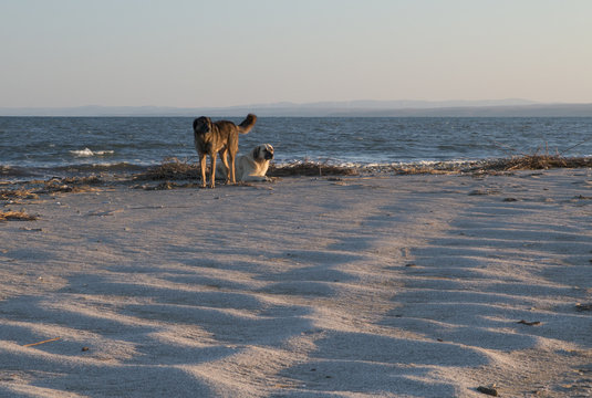 2 dogs on the coast looking in the sunset