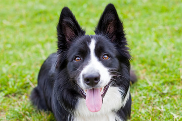Border collie herding dog breed