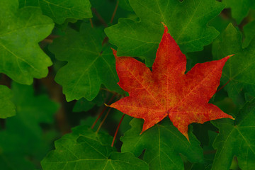 Single red maple leaf among green leaves. Autumn background.