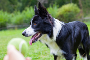 Border collie herding dog breed