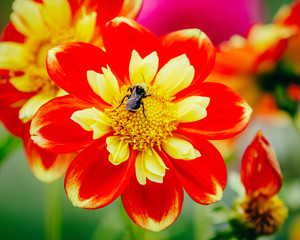 Flower, dahlia, close up