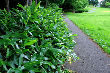 Promenade of Sapporo City park

