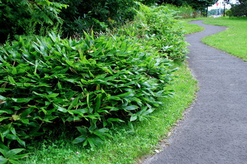 Promenade of Sapporo City park
