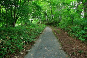 Promenade of Sapporo City park
