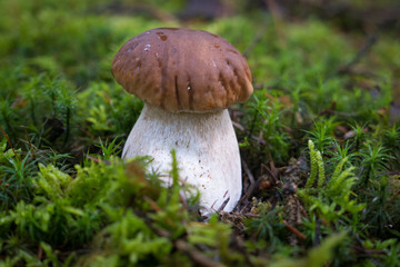Funghi Porcini