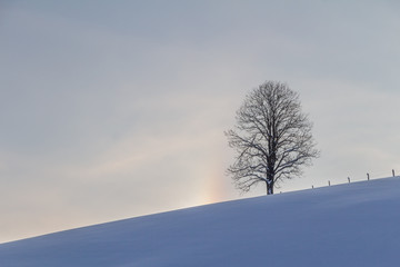 Fototapeta na wymiar Winterlandschaft: Sonnenaufgang, Baum