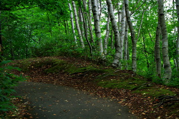 Promenade of Sapporo City park