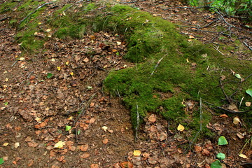 Promenade of Sapporo City park
