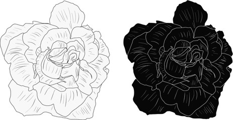two small rose blooms sketches on white