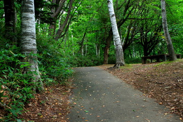 Promenade of Sapporo City park