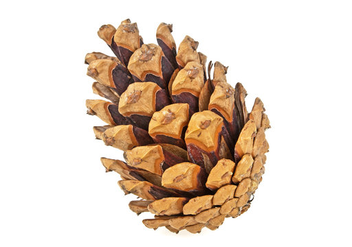 Single brown pine cone isolated on white background