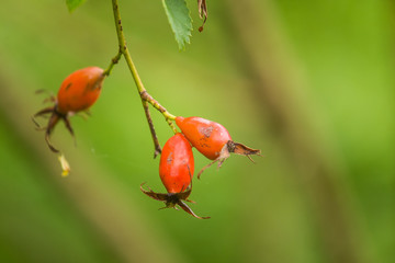 Beautiful ripe fruits of sweet-briar rose in a bush. Colorful autumn close up. Good fruits with vitamins.