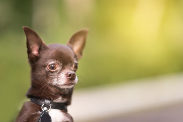 Chocolate brown Chihuahua with white chest portrait close-up on the blurred background