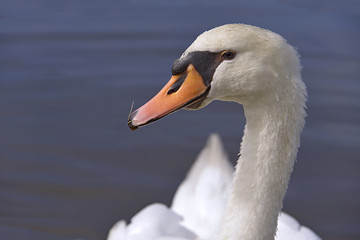 Profile portrait mute swan (Cygnus olor)