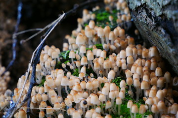 Magic looking Mushrooms at Amager Fælled Copenhagen 