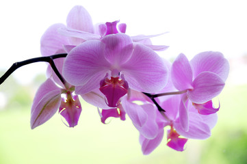 Fototapeta na wymiar Orchidee pink 