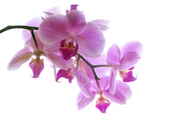 Foto auf Acrylglas Orchidee rosa © Claudia Braune