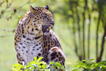 Naklejka na ściany i meble Closeup leopard (Panthera pardus) sitting among vegetation
