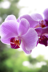Orchidee  pink 