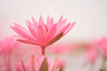 Red Lotus sea in Udon Thani,Thailand. Unseen in Thailand