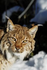 Europäischer Luchs