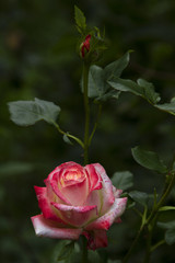 Charming Two-Colored Rose. Rose Selective Trick.Rose variety of Empress Farah