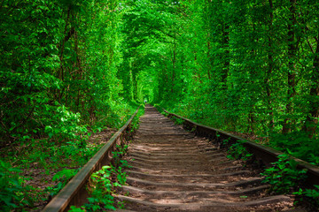 Obraz premium a railway in the spring forest tunnel of love