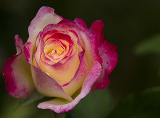Charming Two-Colored Rose. Rose Selective Trick.Rose variety of Empress Farah