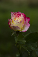 Charming Two-Colored Rose. Rose Selective Trick.Rose variety of Empress Farah