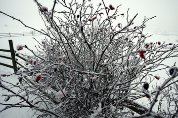 Winterlandschaft mit Schnee