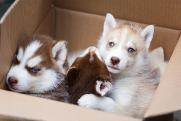 Fototapeta premium Puppies in a box
