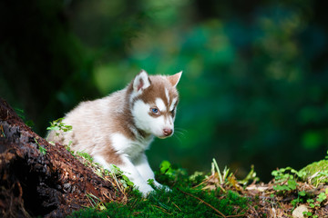 Husky puppy in a wild forest