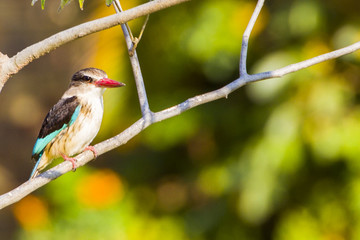 Brown Hooded Kingfisher - 172806118