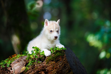 Husky puppy in a wild forest