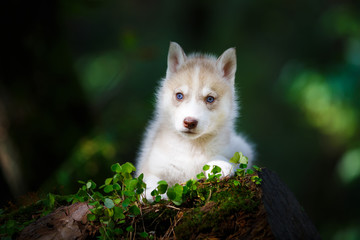 Husky puppy in a wild forest