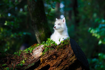 Husky puppy in a wild forest