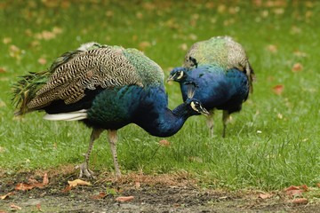 Obraz premium beautiful peacock in the castle garden