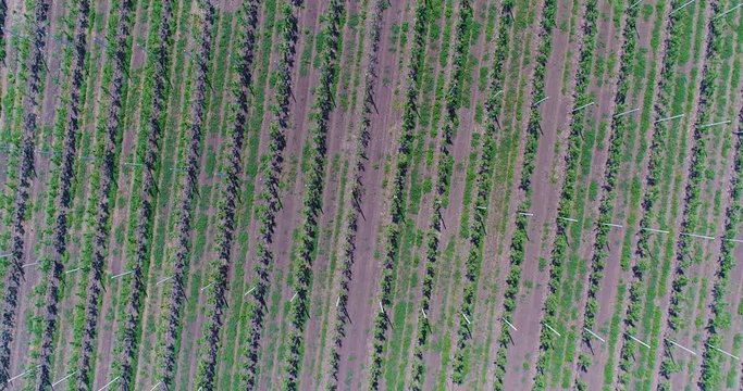 A view of the seedlings of trees from the air, flying over tree seedlings, a garden center, a young apple garden on the field, Rows of tree saplings in the Young apple garden, 4k, aerial