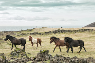 Horses on the shore of the ocean among the stones. Horses of Iceland. Icelandic landscapes.
