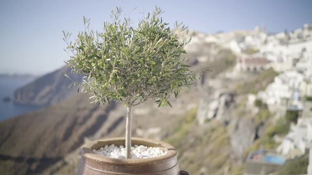 4k travel video little olive tree in wind on santorini island, follow focus, village of thira
