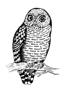 Owl bird engraving vector illustration