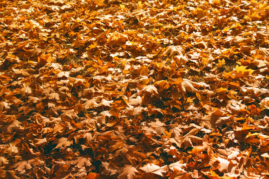 Dry yellow autumn leaves backrgound