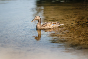  duck in autumn lake