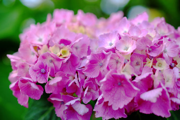 Fototapeta na wymiar Pink hydrangea 〜紫陽花〜