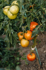 Growing tomatoes  ready for picking