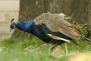 Obraz premium beautiful peacock in the castle garden