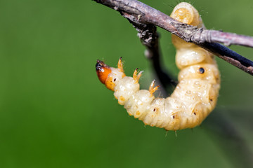Big white caterpillar on a green background