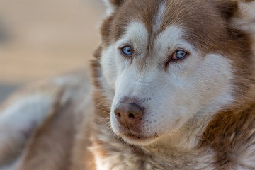 Blue eyed dog looking at you © lightcaptured