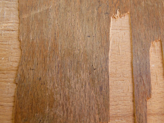 Wood Background